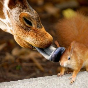 Interazione tra Giraffa e Scoiattolo