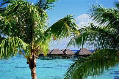Paradiso Tropicale con Palme