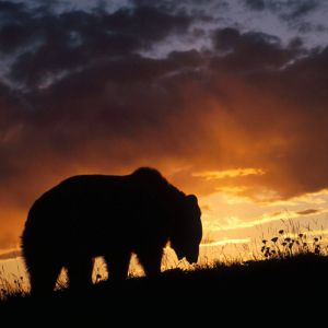 Silhouette di Orso al Tramonto
