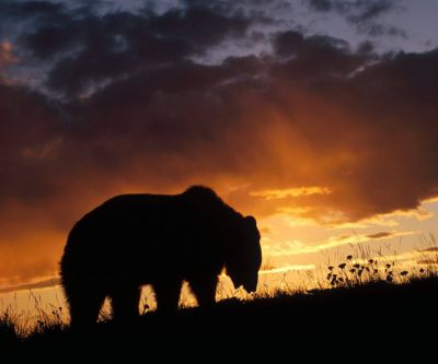 Silhouette di Orso al Tramonto - wallpaper preview