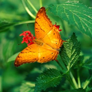 Farfalla Arancione Vivace