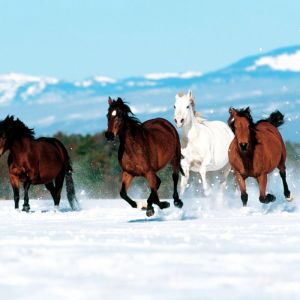 Cavalli che Corrono nella Neve