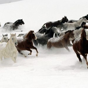 Cavalli che corrono nella neve