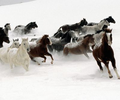 Cavalli che corrono nella neve - wallpaper preview