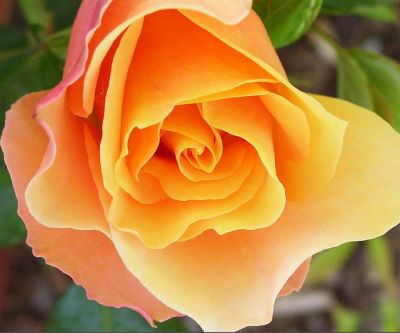 Bella Rosa Arancione - wallpaper preview