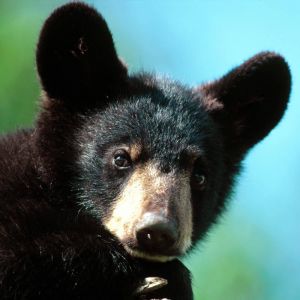 Cucciolo di Orso Nero