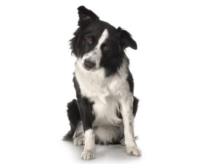 Cane Border Collie Adorabile - wallpaper preview