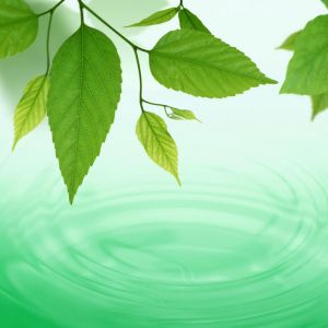 Foglie Verdi e Onde d'Acqua