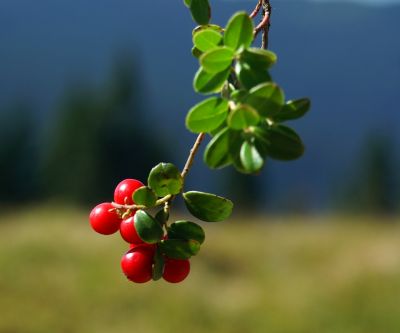 Bacche Rosse su Foglie Verdi - wallpaper preview