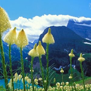 Paesaggio montano con fiori selvatici