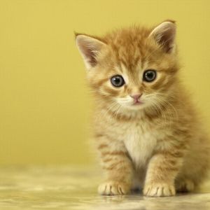 Gatto arancione carino