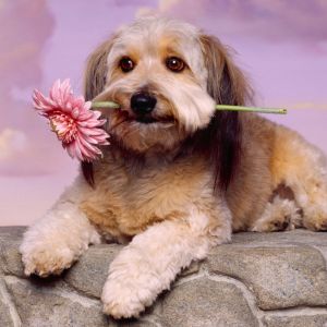 Cane carino con fiore