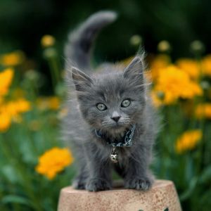 Gatto Grigio Carino tra i Fiori