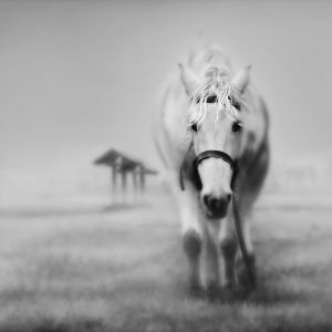 Maestoso Cavallo Bianco