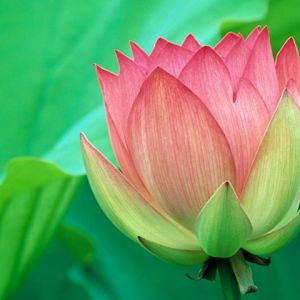 Bellissimo fiore di loto rosa