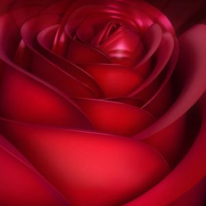 Rosa Rossa Da Vicino