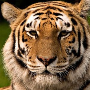 Tigre Maestoso in Primo Piano