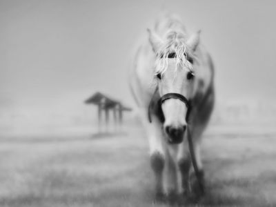 Maestoso Cavallo Bianco - wallpaper preview