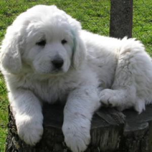 Cucciolo Bianco Peloso