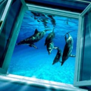 Delfini che nuotano nell'acqua blu