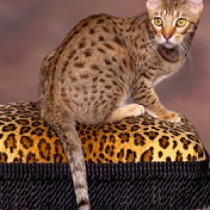 Gatto Maculato su Stampa Leopardo