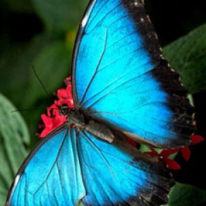 Bellezza della Farfalla Blu