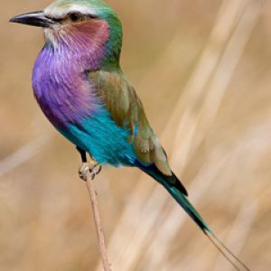 Uccello Colorato nella Natura