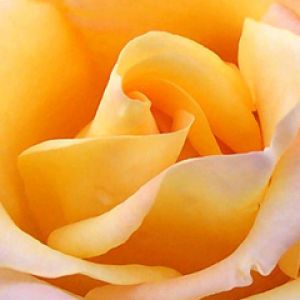 Bella Rosa Gialla