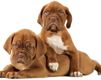Cuccioli Boxer Adorabili - wallpaper preview