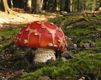 Fungo Rosso Vivo nel Bosco - wallpaper preview