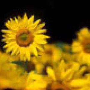 Girasoli Vivaci in Fiore