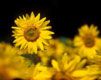 Girasoli Vivaci in Fiore - wallpaper preview