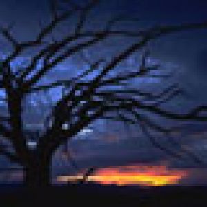 Albero Silhouette al Tramonto