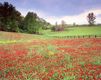 Paesaggio di Fiori Vivaci - wallpaper preview