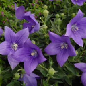 Campanule Viola in Fiore