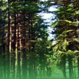 Paesaggio Forestale Serene