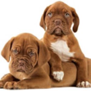 Cuccioli Carini