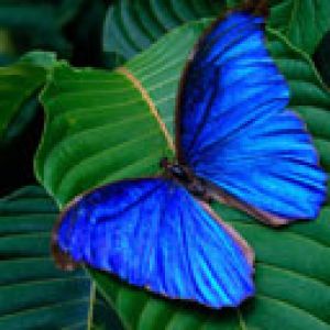 Farfalla Blu su Foglia Verde