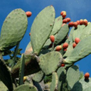 Cactus con Frutti Rossi