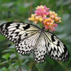 Bellissima Farfalla su Fiore