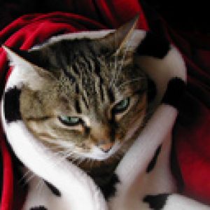 Gatto Carino Avvolto in una Coperta