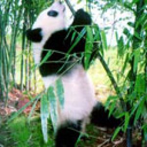 Panda Carina nel Bambù