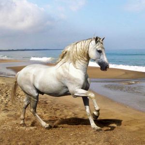 Maestoso Cavallo Bianco sulla Spiaggia