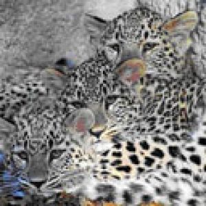 Cuccioli di Leopardo che si Abbracciano