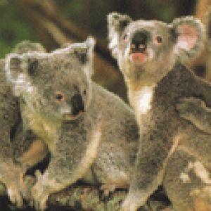 Koala Carini nella Natura