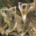 Koala Carini nella Natura - wallpaper preview
