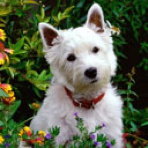 Cane Bianco Carino nel Giardino
