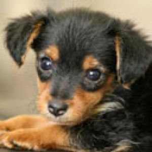 Cucciolo Carino