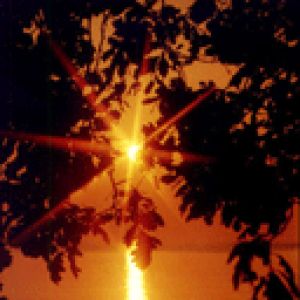 Stupenda Sunset Tra Le Foglie