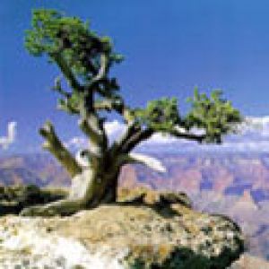 Albero Maestoso su una Ripa